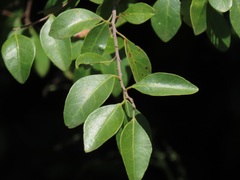 Hymenocardia ulmoides