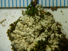 Trapeliopsis glaucopholis