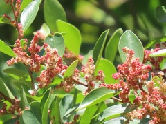 Hymenocardia ulmoides