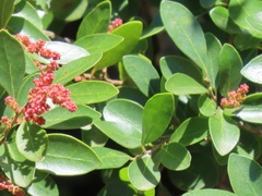 Hymenocardia ulmoides