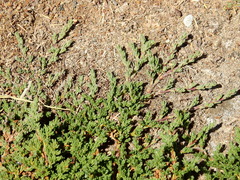 Frankenia juniperoides