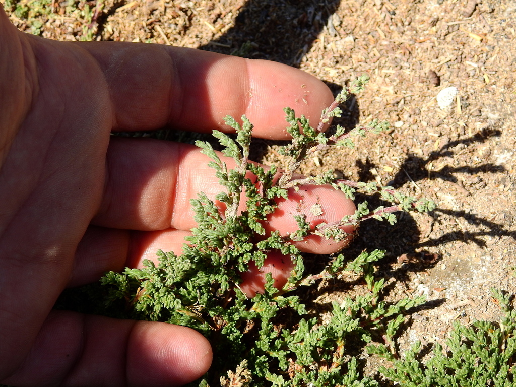 Frankenia juniperoides