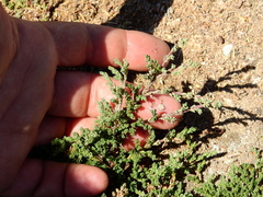 Frankenia juniperoides