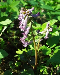 Corydalis solida