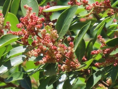 Hymenocardia ulmoides