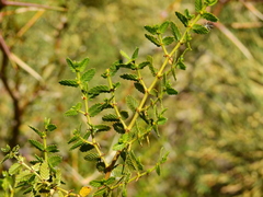 Larrea nitida