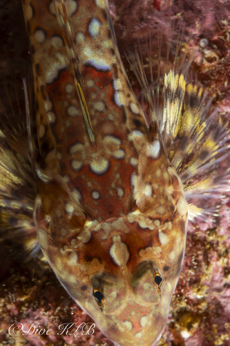 Reticulated Dragonet, Inner Seas off the West Coast of Scotland, Scotland, GB, photo 6 of 10