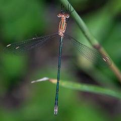 Lestes plagiatus