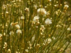 Baccharis spartioides