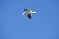 Larus livens