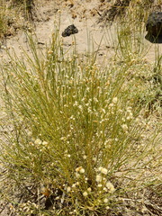 Baccharis spartioides