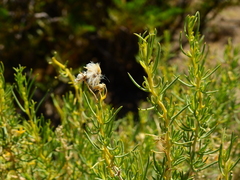 Senecio subulatus erectus