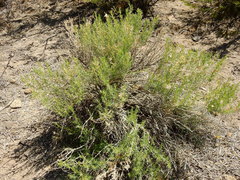 Senecio subulatus erectus