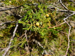 Larrea nitida