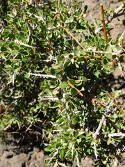 Schinus johnstonii
