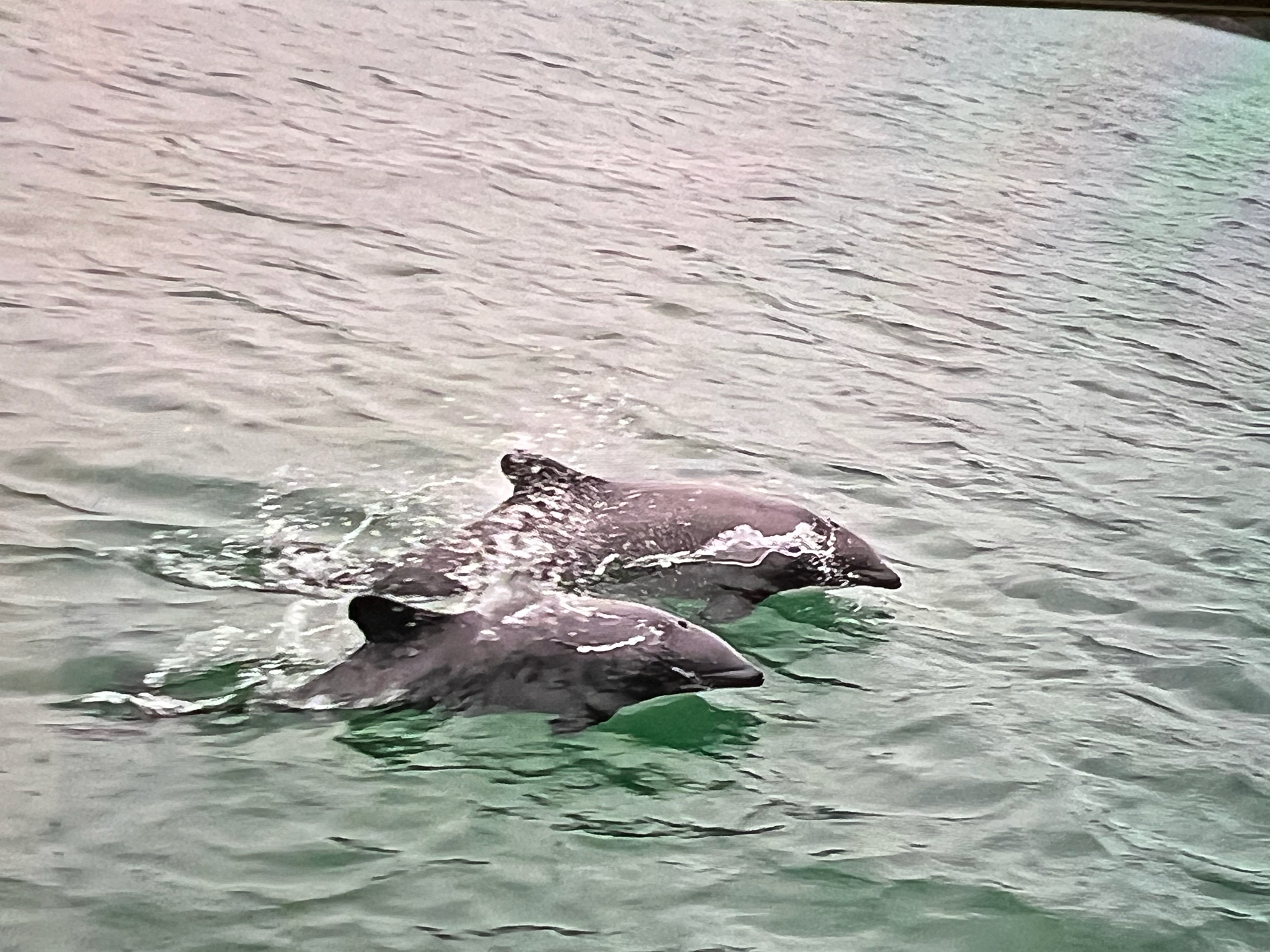 Cephalorhynchus eutropia