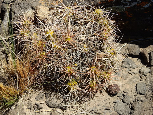 Maihueniopsis hickenii