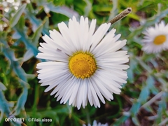 Bellis sylvestris