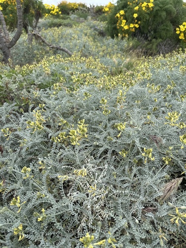 Astragalus traskiae observed 2026-03-10