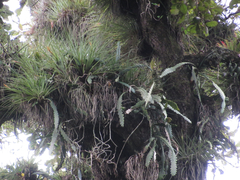 Tillandsia vicentina