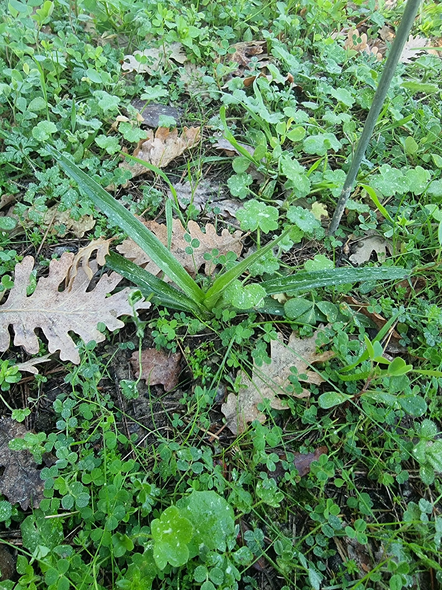 Orquídea de lengua larga