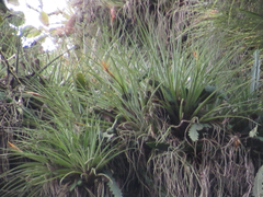 Tillandsia vicentina