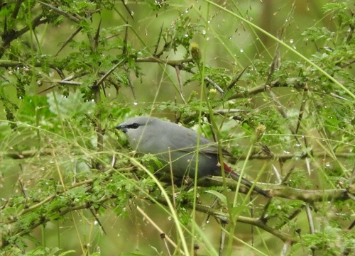 Grey Waxbill (Glaucestrilda perreini), photo 5