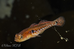 Two-Spotted Goby photo 1