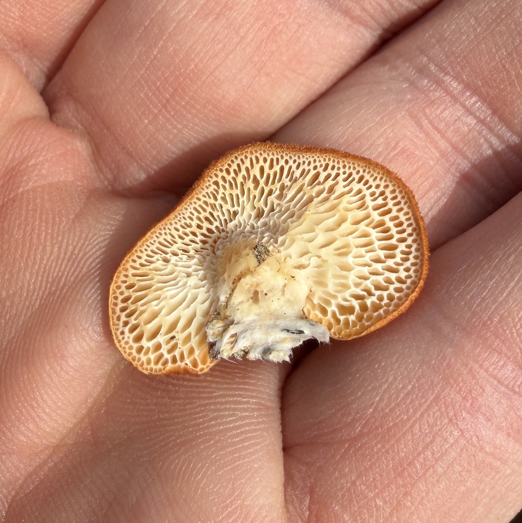 Neofavolus americanus · March 2026 · photo: © conhawn (iNaturalist, cc-by)