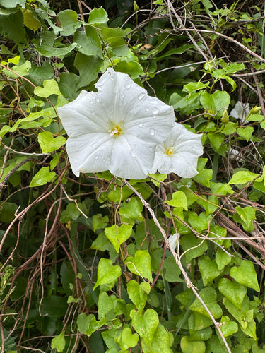 New Zealand Bindweed (Calystegia tuguriorum)