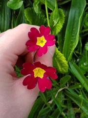 Primula vulgaris rubra
