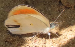 Colotis antevippe gavisa