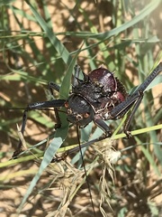 Acanthoplus