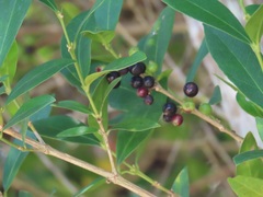 Tricalysia sonderiana