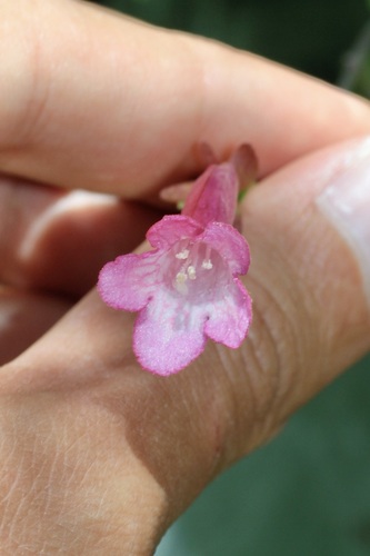 Vesalea floribunda, photograph 4