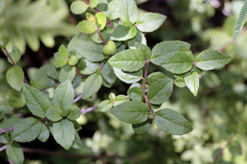 Vesalea floribunda, photograph 5