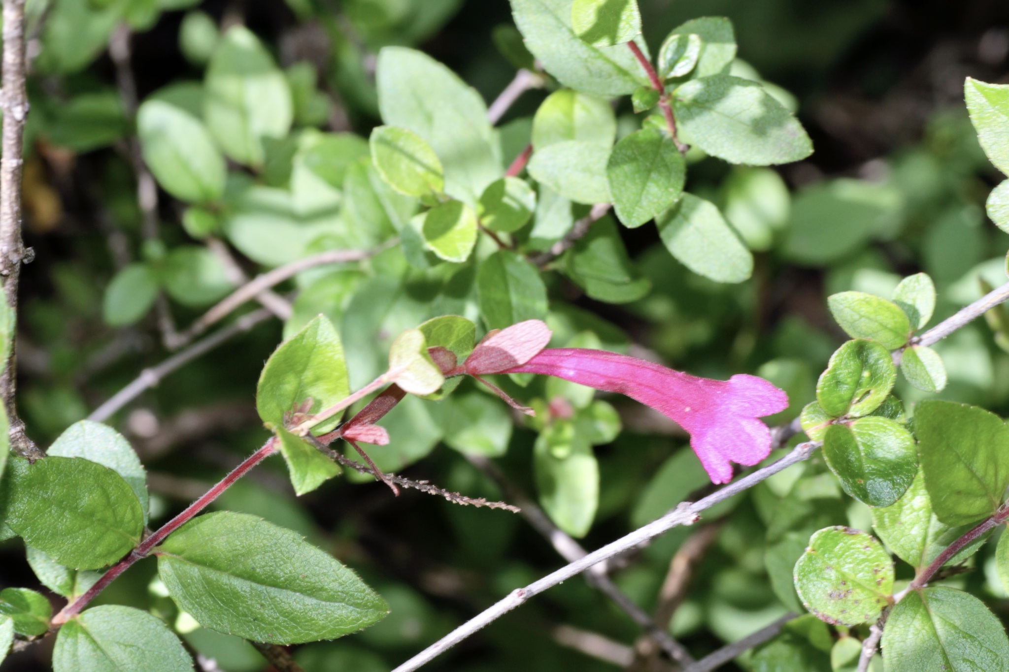 Mexican Abelia (Vesalea floribunda)