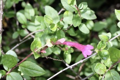 Abelia (Abelia)