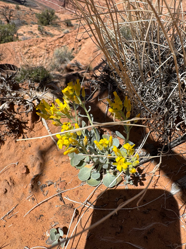 Double Bladderpod (Physaria acutifolia)