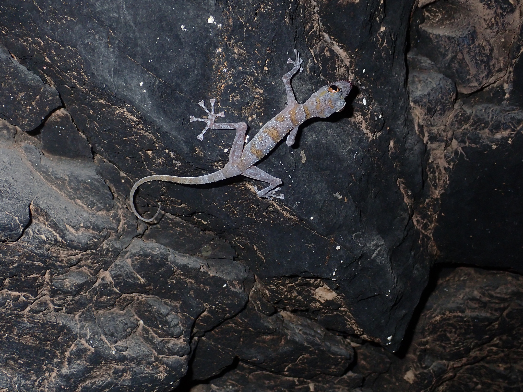 Bandar-e Jask Leaf-toed Gecko, Asaccus authenticus