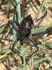 Acanthoplus