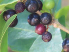 Tricalysia sonderiana