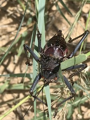 Acanthoplus