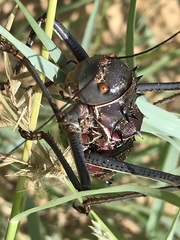Acanthoplus