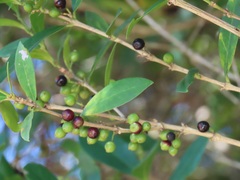Tricalysia sonderiana