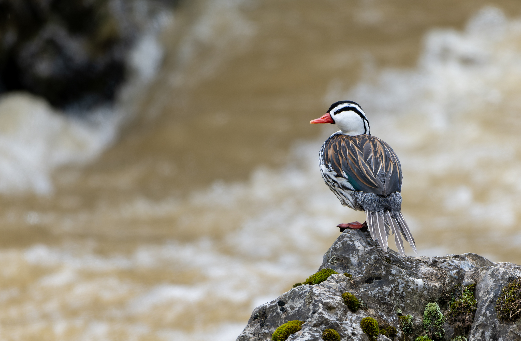 Torrent Duck (Merganetta armata), photo 10
