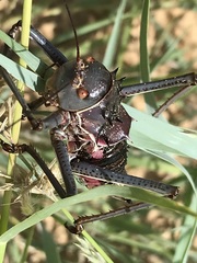 Acanthoplus