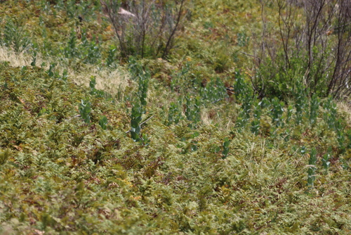 Soft Widowpea (Rafnia triflora)