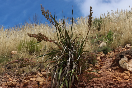 Tall Capeblue (Aristea bakeri)