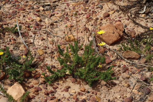 Needletooth Paraseed (Ursinia dentata)